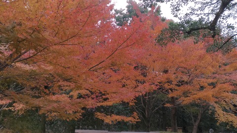 P_20171126_123012_vHDR_On