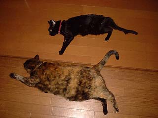 ヤマト&ヒミちゃん.jpg