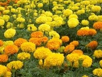 images-1