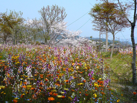 花畑2