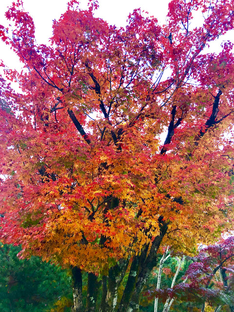 紅葉