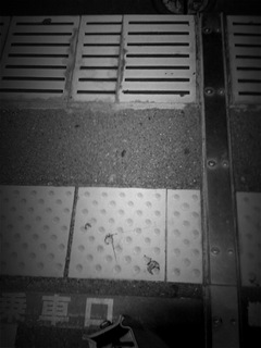 ToyCamera_1