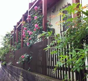 rosegarden