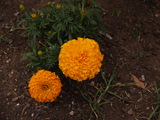 a38f2d8b.JPG