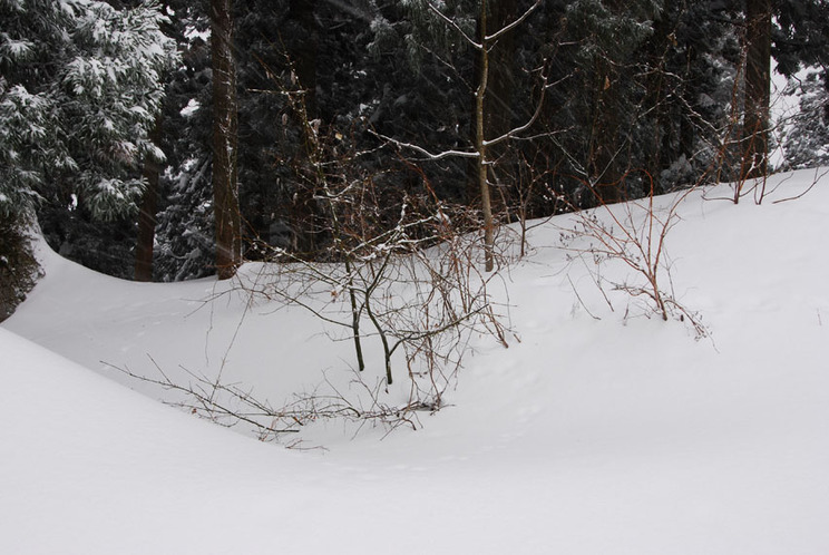 DSC_0035-1