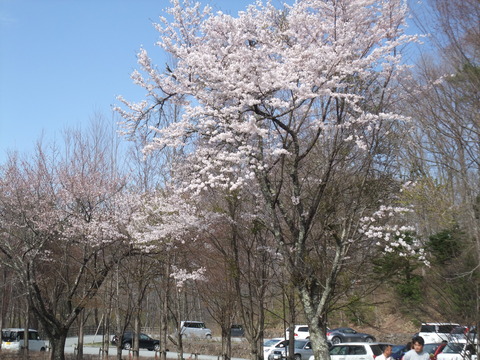 桜