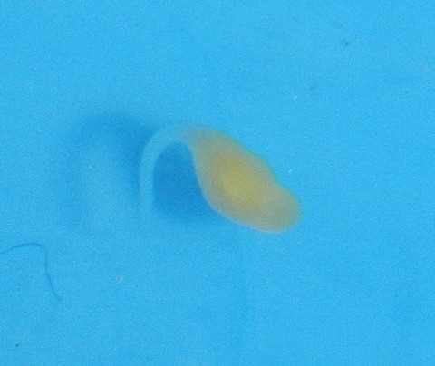 DSCN2992