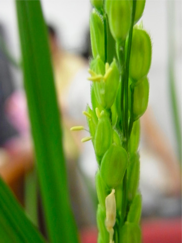 稲の花