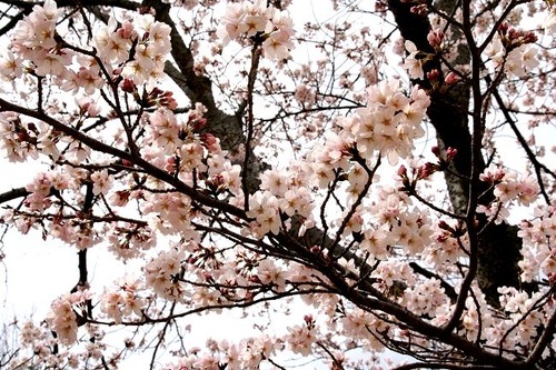 IMG_0858