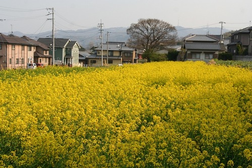 IMG_0528 菜の花が満開