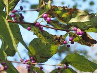 P1017886