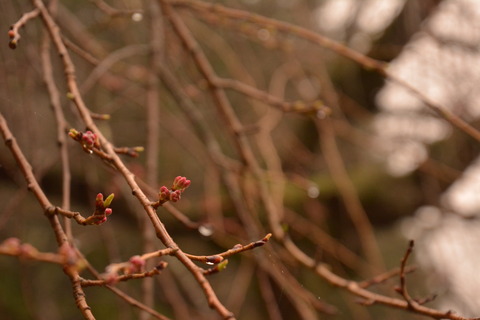 DSC_0185