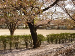 桜じゅうたん