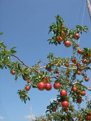 DSC03601