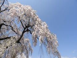 2012 sakura3