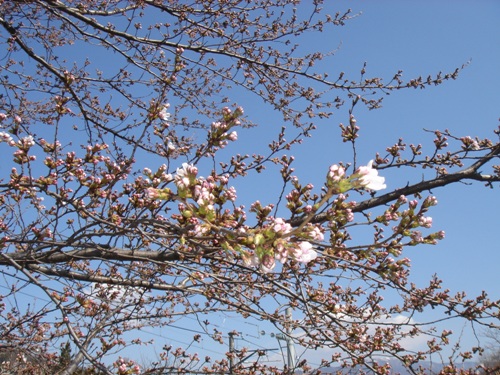桜の開花