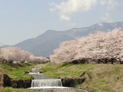2012 sakura5