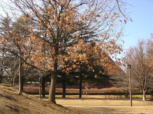 DSC03687
