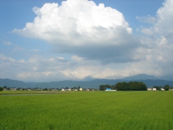 夏のたんぼ風景