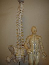 骨髄模型