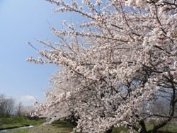 2012 sakura4