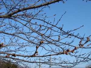 桜のつぼみ