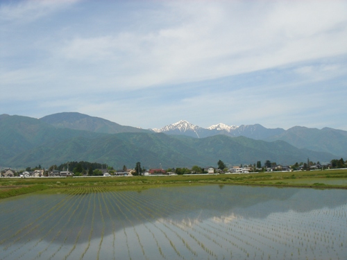 田んぼの水鏡