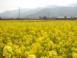 菜の花満開