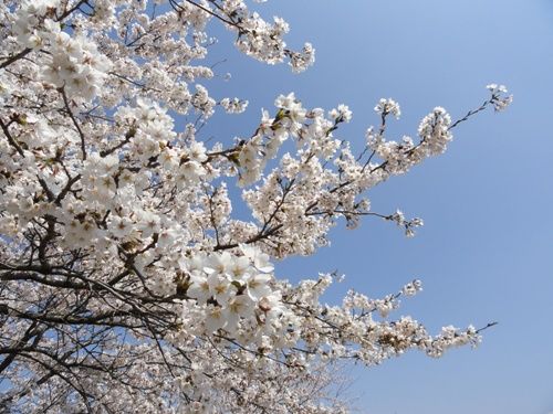 2012 sakura1
