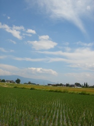 稲