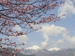 2012 sakura2