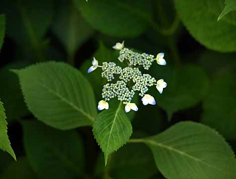 DSC_1580_edited-1