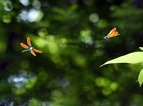 DSC_1604_edited-1