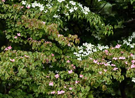 DSC_1459_edited-3