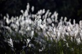f09e20e4.jpg
