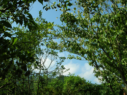 夏空
