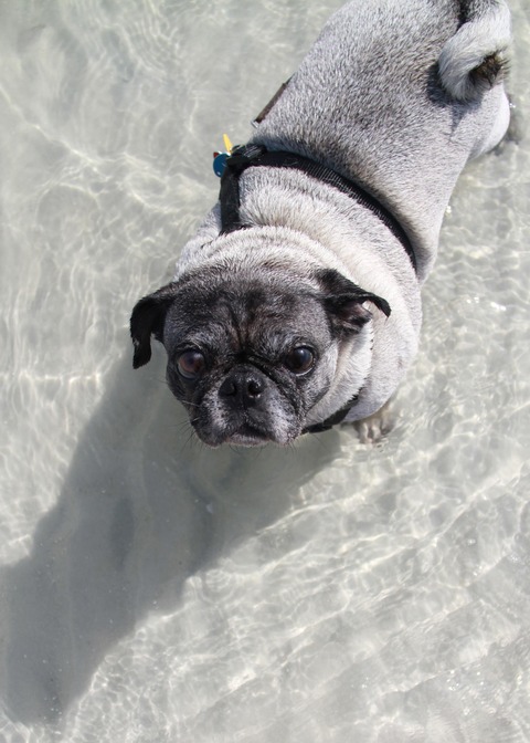 bree and Rosey at the beach 167