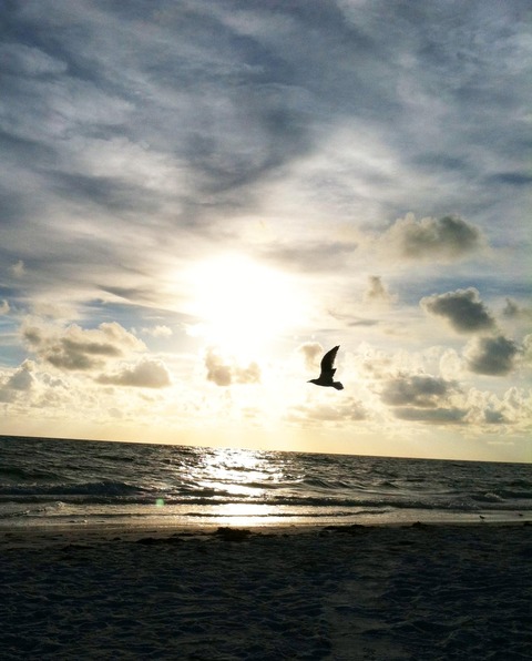 seagull sunset MGD©