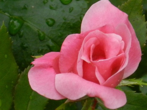 DSCN3153