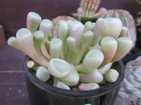 植物