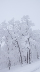 1180e064.jpg