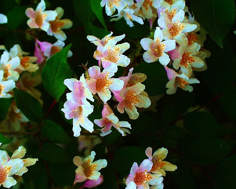 住吉卯の花