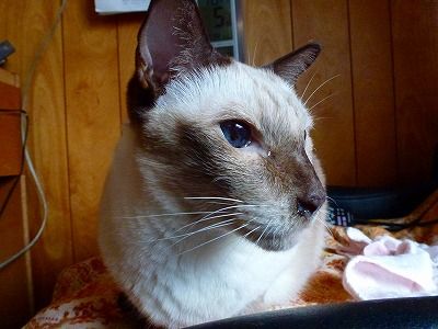 ねこちゃん