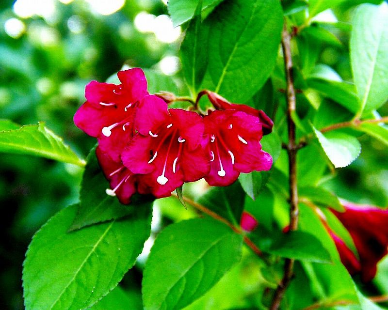住吉卯の花赤