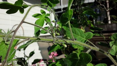 35194229_1746454698802042_7603373689211453440_n