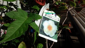 35302323_1746454562135389_6544665646611824640_n