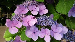 35272122_1746454468802065_1559610132503986176_n