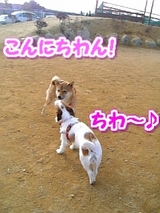 柴ちゃん