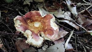 35284212_1746454365468742_2763328700651929600_n