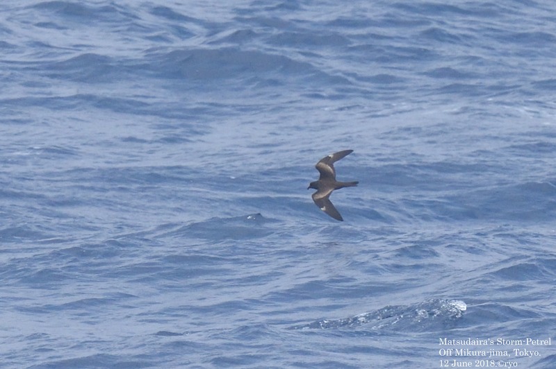 海と鳥 18.6.12 八丈航路 クロウミツバメ／Matsudaira's Storm-Petrel